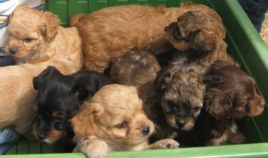 puppy training socialization gilroy morgan hill